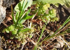 Sedum cespitosum