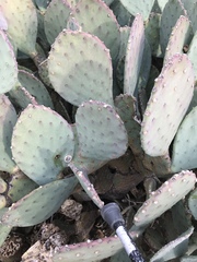 Opuntia laevis