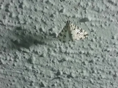 Conchylodes diphteralis