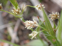 Luzula echinata