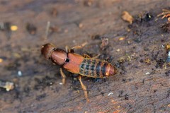 Platydracus cinnamopterus