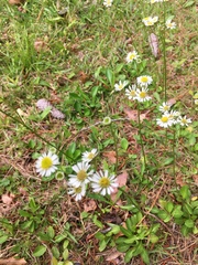 Erigeron vernus