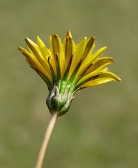 Taraxacum palustre
