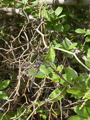 Epitheca petechialis