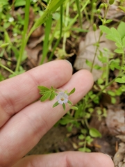 Phacelia covillei