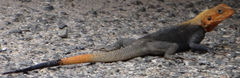 Agama