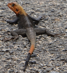 Agama