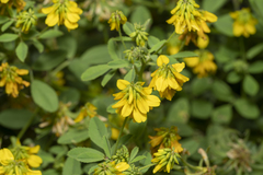 Trigonella corniculata