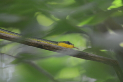 Chironius septentrionalis