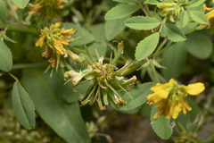 Trigonella corniculata