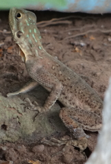 Agama