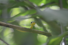 Chironius septentrionalis