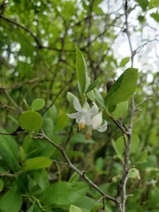 Styrax americanus