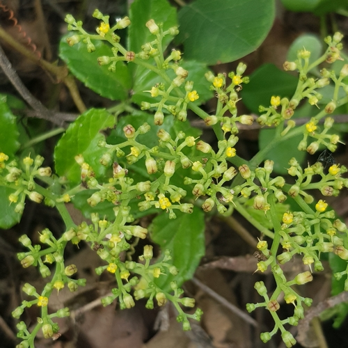 Cyphostemma flaviflorum