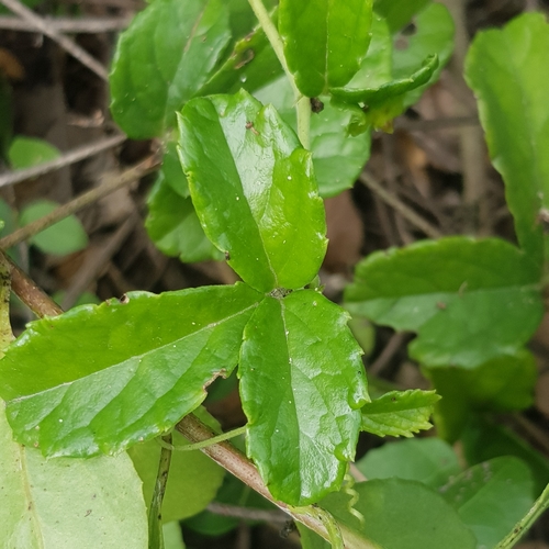 Cyphostemma flaviflorum