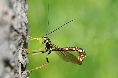 iNaturalist observation photo of Western Giant Ichneumonid Wasp