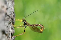 Megarhyssa nortoni