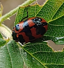 Chrysomela interrupta