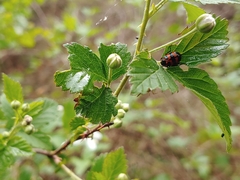 Chrysomela interrupta