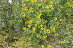 Trigonella corniculata