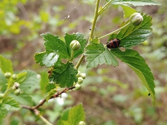 Chrysomela interrupta