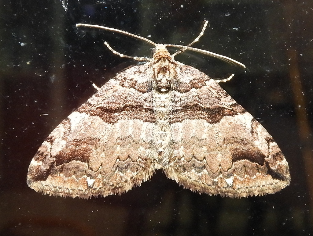 Variable Carpet Moth