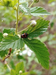 Chrysomela interrupta