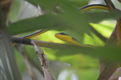 Chironius septentrionalis