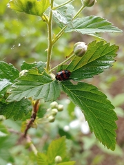 Chrysomela interrupta