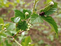 Chrysomela interrupta