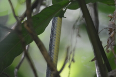 Chironius septentrionalis