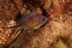 Chromis limbata