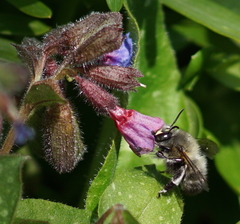 Anthophora plumipes