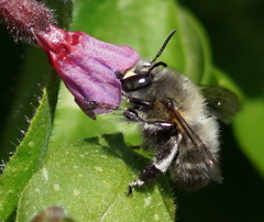 Anthophora plumipes