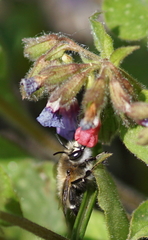 Anthophora plumipes