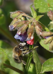 Anthophora plumipes