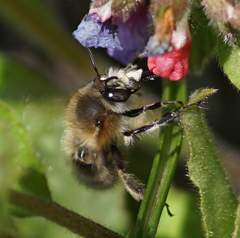 Anthophora plumipes