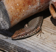 Podarcis muralis