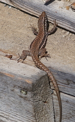 Podarcis muralis