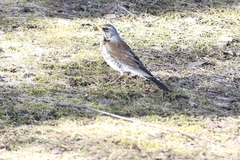 Turdus pilaris