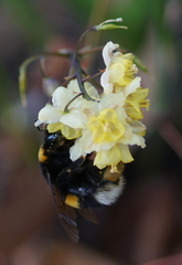 Bombus