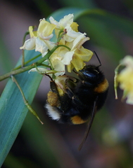 Bombus