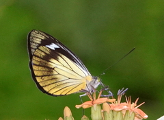 Leptophobia caesia phanokia