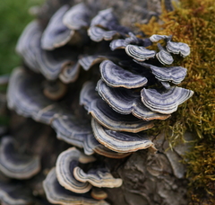 Trametes versicolor