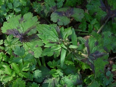 Ranunculus lanuginosus