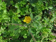 Ranunculus lanuginosus