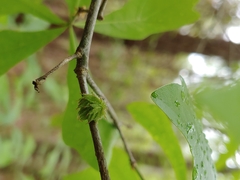 Dryocosmus floridensis