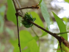Dryocosmus floridensis