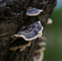Trametes versicolor