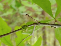 Dryocosmus floridensis
